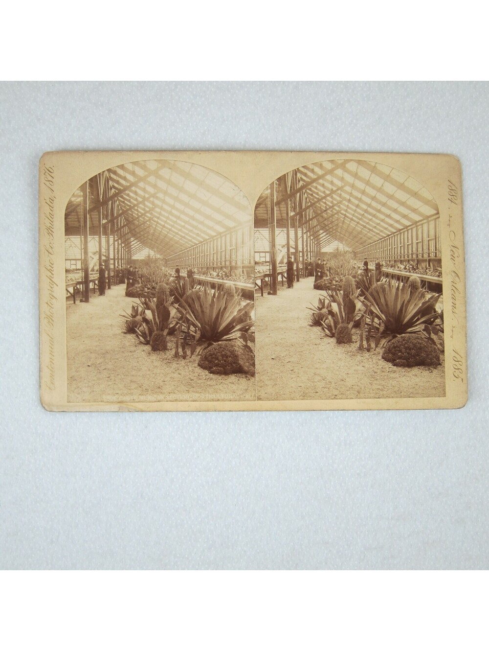 Antique 1884-1885 New Orleans Exposition Stereoview Cacti Mexican Section RARE